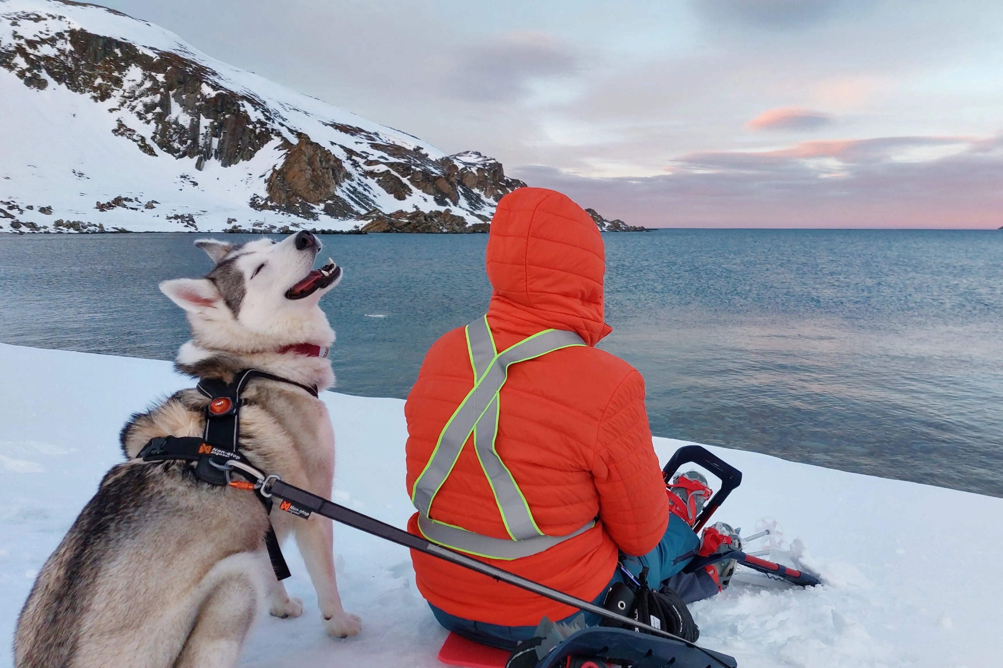 En mann med hund i Det Arktiske landskapet.